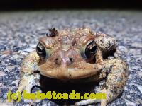 /home//u458753944/public_html/sourcegallery////////////////////////////Roxborough Toad Detour/2021/2021-04-11/P4110214.JPG